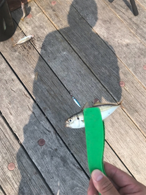 ミニサヨリ&アジげっと