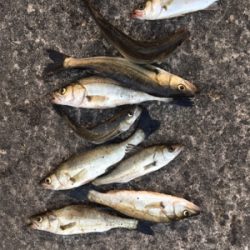 表層から棚を変えながらアタリをさがす