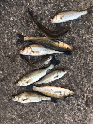 表層から棚を変えながらアタリをさがす