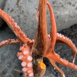 今日早起きオクトパッシング 。