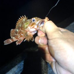 日本海 プチ遠征