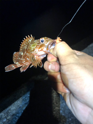 日本海 プチ遠征