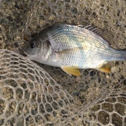 淀川デイゲームでキビレ