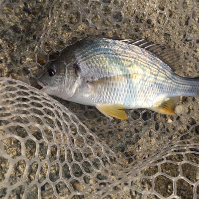 淀川デイゲームでキビレ