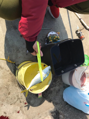 ツバスのはずが・・・