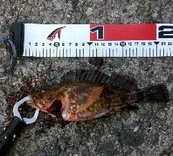テトラで穴釣り　カサゴ一匹バラし、一匹ゲッ…