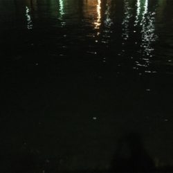 今夜のチヌはでかい！