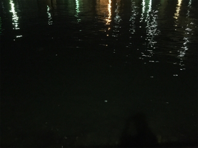 今夜のチヌはでかい！