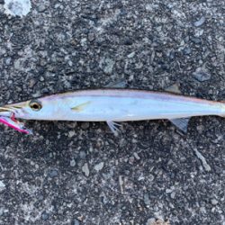 夏のライトショアジギング