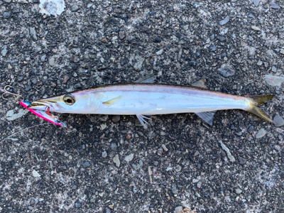 夏のライトショアジギング