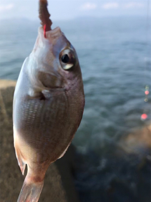 ちょい投げキス釣り(^^)