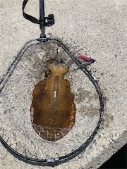 夏イカフィーバー！！三連発！！