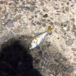 まだまだ小さい