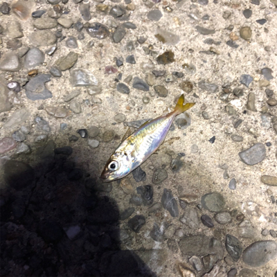 まだまだ小さい