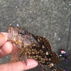 アジングのつもりが…