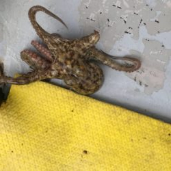 明石  タコ釣り   戎丸