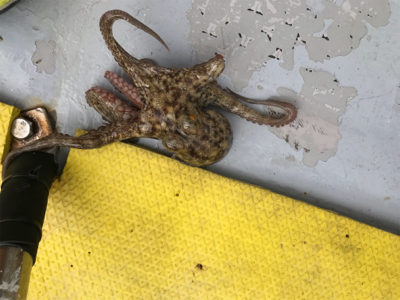 明石  タコ釣り   戎丸