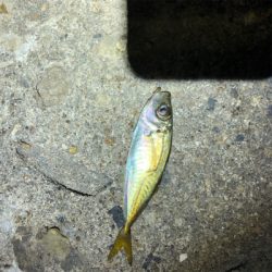 サバ、アジ、がしら