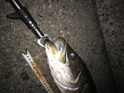 活性アゲアゲ！