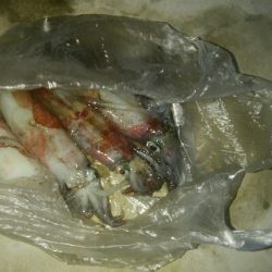 ケンサキイカ5杯！！