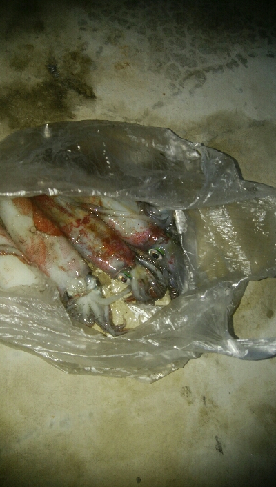 ケンサキイカ5杯！！