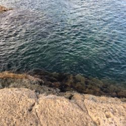 アコウよ、どこいった。