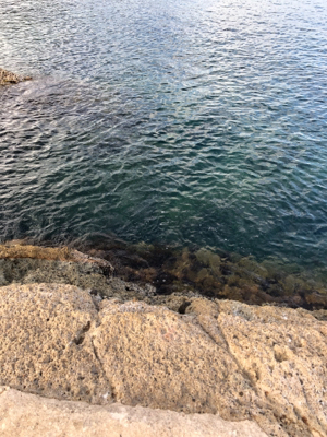 アコウよ、どこいった。