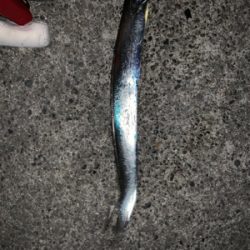 渋タチウオin8月