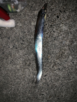 渋タチウオin8月