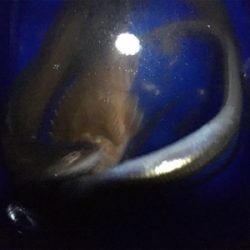 久しぶりの釣り