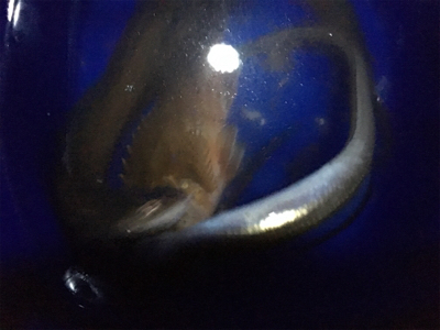 久しぶりの釣り