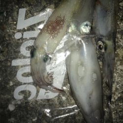 やっぱり渋いケンサキ釣り(＞＜)