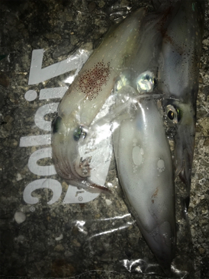 やっぱり渋いケンサキ釣り(＞＜)