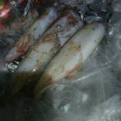 ケンサキイカ3杯！！