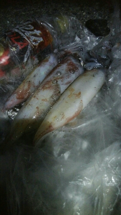 ケンサキイカ3杯！！