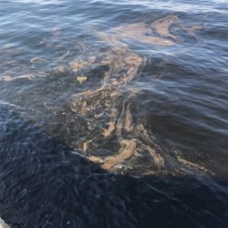 ツバス サワラ そして・・・