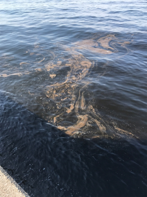 ツバス サワラ そして・・・