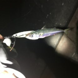 サゴシ、ツバス、サバ