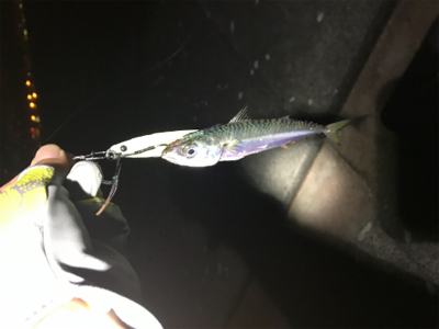 サゴシ、ツバス、サバ