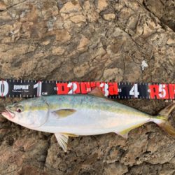 夏磯の青物！好調！