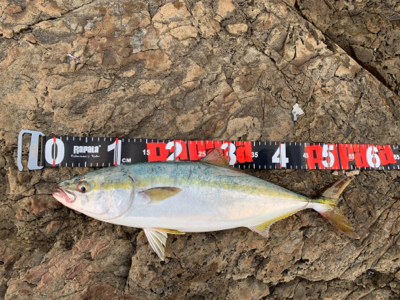 夏磯の青物！好調！