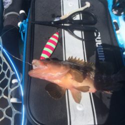 カヤックフィッシングで五目達成!