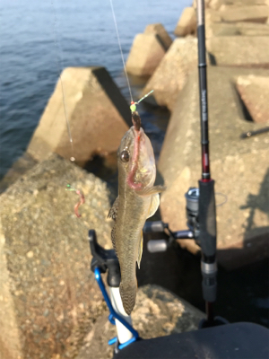 キスは早朝が狙い目(^^)