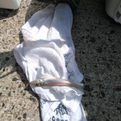 鳥取釣行(2日目)初の20匹超え