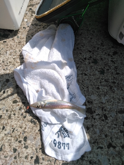 鳥取釣行(2日目)初の20匹超え