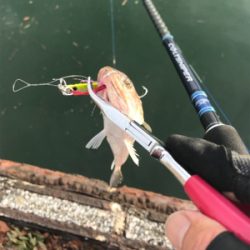 ショアジギング→フラット狙い