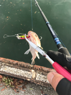 ショアジギング→フラット狙い