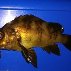 アジンガー1900〜2032