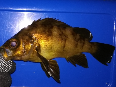 アジンガー1900〜2032