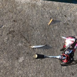 アジング、メバリング、ガシリング